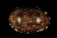 藏品(阿拉伯寶螺)的圖片